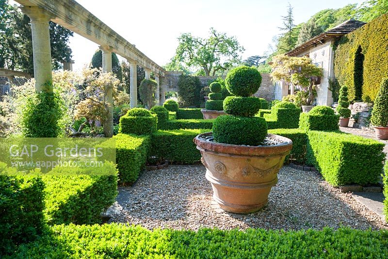 Box parterre with Casita beyond and box topiary in large terracotta pots. 