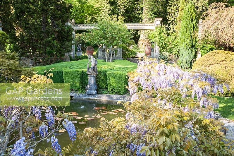 Lily pool surrounded by wisteria with 16th century figure of a huntsman as fountain.