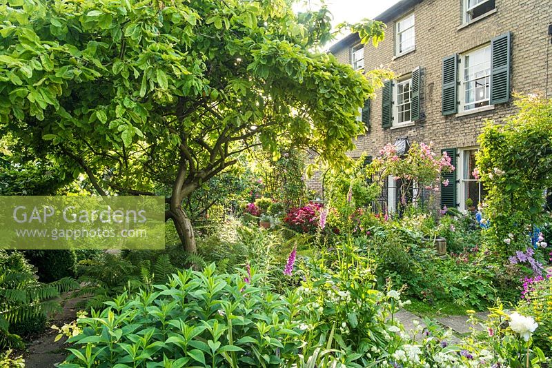 View of formal town garden with medlar tree (Mespilus germanica) underplanted with ferns, roses growing on arches over paths. Dianthus barbatus - Sweet williams and Digitalis - Foxgloves