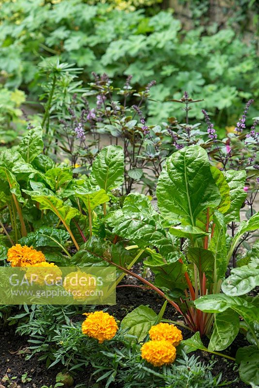 Detail of ornamental vegetable patch with chard, calendulas and basil