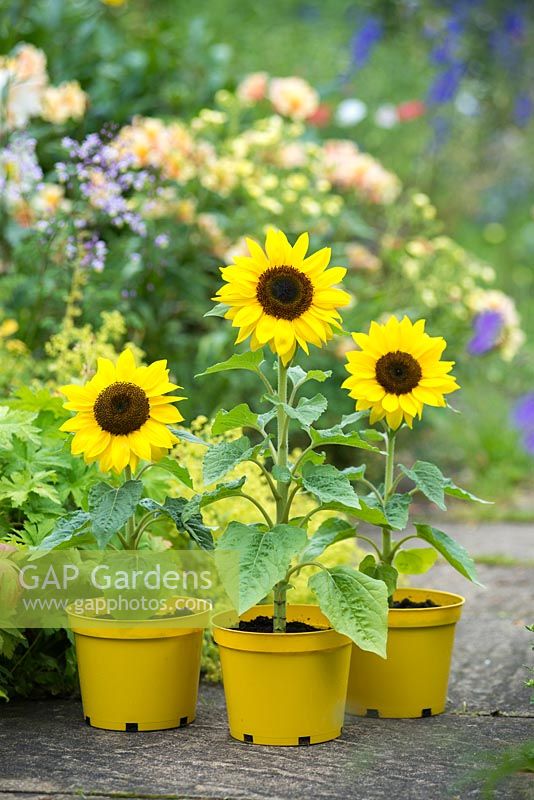 Helianthus annuus 'Solar Chocolate Gold'. Dwarf sunflowers in yellow pots.