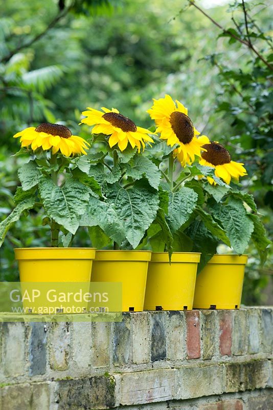 Helianthus annuus 'Micro Sun Improved'. Dwarf sunflowers in yellow pots on a garden wall.