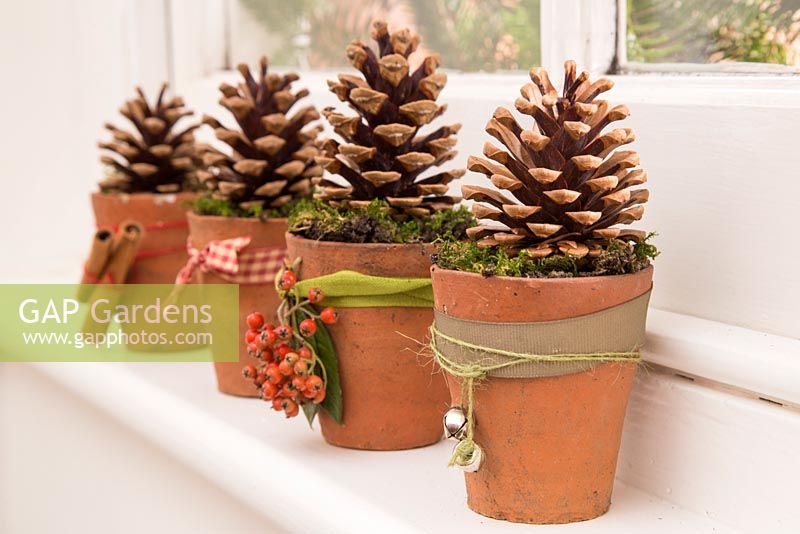 Christmas decoration made using pine cones, terracotta pots and moss.