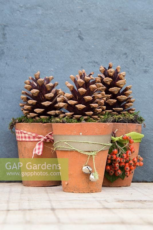 Christmas decoration made using Conifer Cones, terracotta pots and moss.