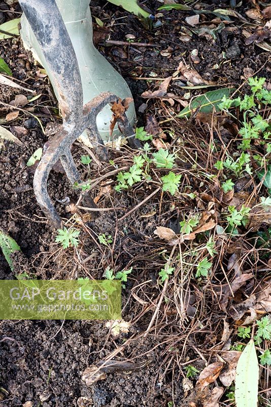 Dividing and replanting a colony of hardy Geranium - Fork up a large mound and place on a polythene sheet
