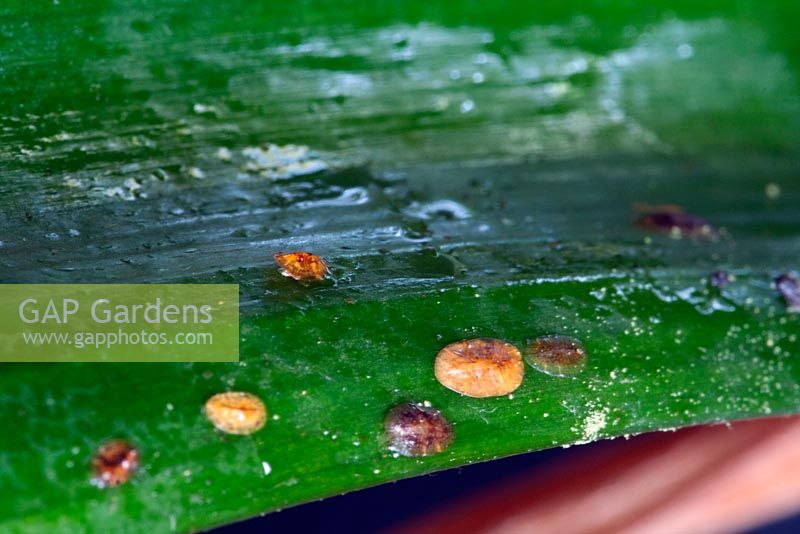Scale insect on a Clivea leaf