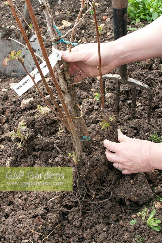 Potting a raspberry after it has been healed-in - lift out of ground