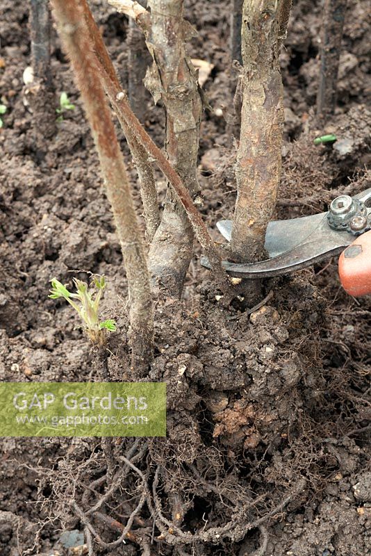 Potting a raspberry after it has been healed-in - Prune