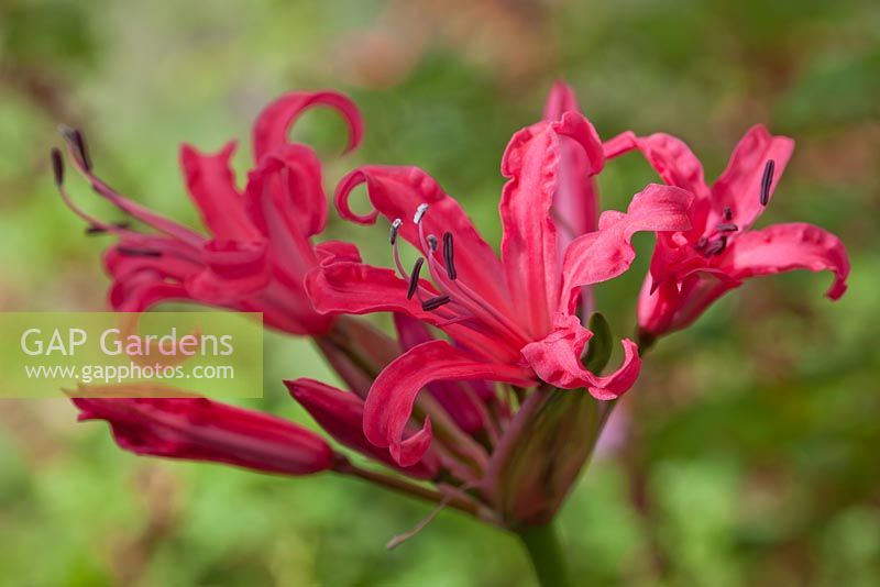 Nerine sarniensis  - Guernsey Lily 