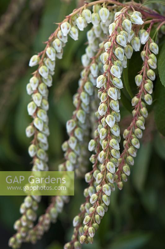 Pieris japonica 'Avalanche' - Lily-of-the-valley bush