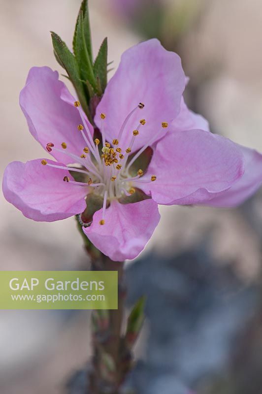 Prunus persica 'Garden Sun' - Clingstone peach