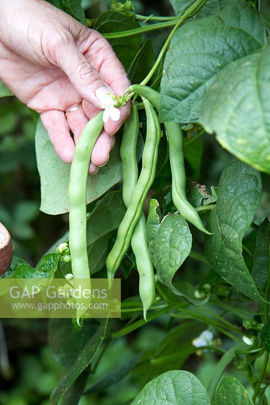 Picking French beans 'Cyprus' heritage