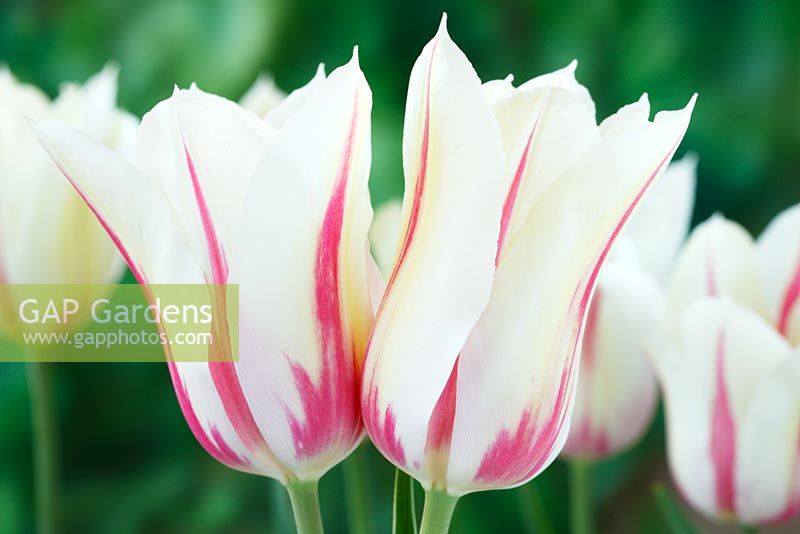 Tulipa 'Marilyn' Tulip Lily-flowered Group, May