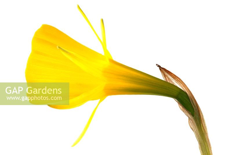Narcissus bulbocodium Golden Bells Group, Division 10 