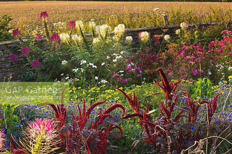 Summer border for bees and butterflies - cleome, spinosa and cosmos
