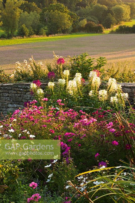 View of Wiltshire countryside with flowers for bees and butterflies - cleome, spinosa and cosmos