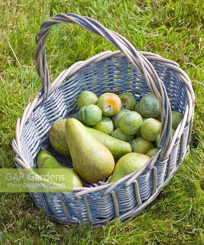 Wicker basket with freshly picked pears and greengages