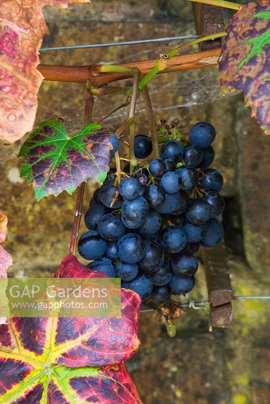 Vitis 'Kempsey Black' - grape vine against wall
