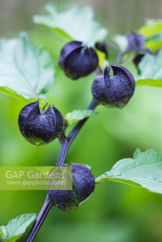 Nicandra physalodes - showing black mottled calyces. The shoo-fly plant
