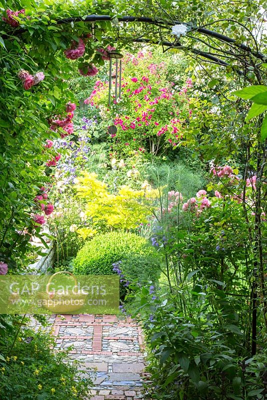 Informal country garden with Acer shirasawanum 'Aureum', Buxus and Foeniculum vulgare