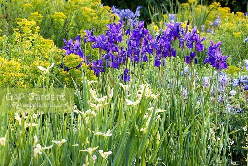 Planting with moisture loving Iris sibirica 'Caesar', 'Weisser Orient' and Euphorbia palustris