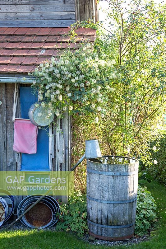 Clematis next to garden shed with a water barrel, bailer, various tin tubs and a folded deck chair