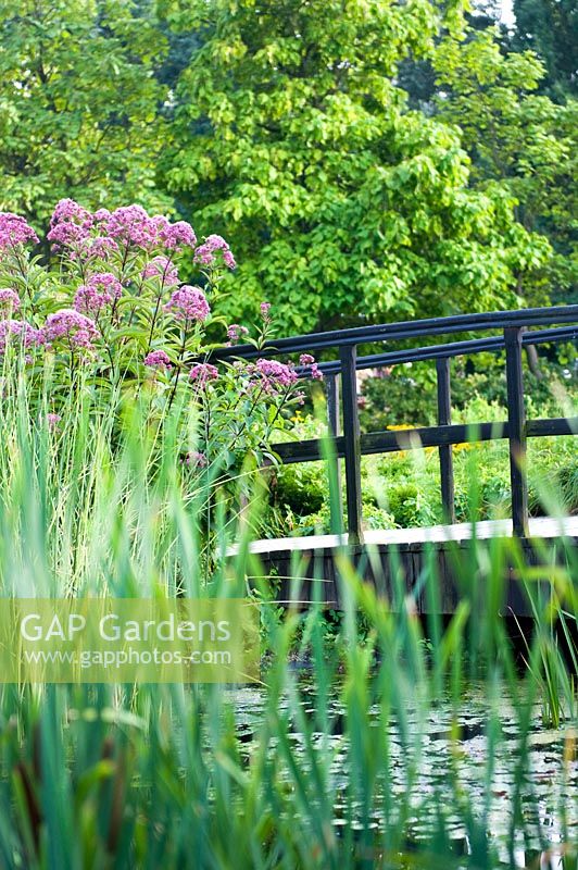 Acorus calamus (Sweet flag) and Eupatorium maculatum close to garden pond with wooden bridge. 