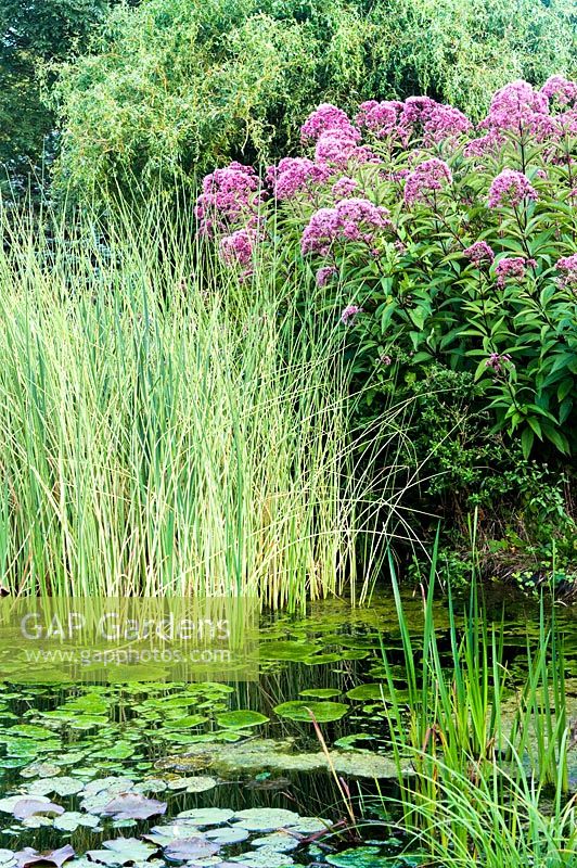 Acorus calamus (Sweet flag) and Eupatorium maculatum close to garden pond.  
