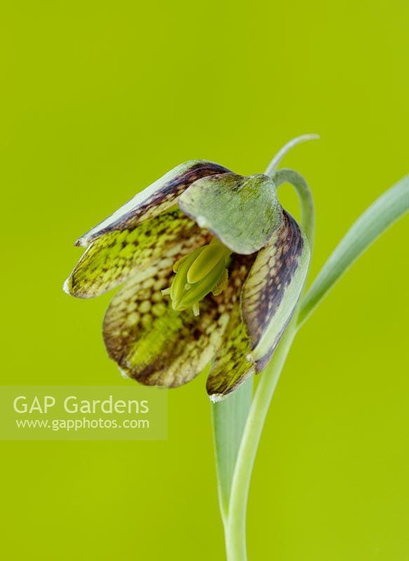 Close up of brown, maroon and green chequered flowers of Fritillaria hermonis subsp amana