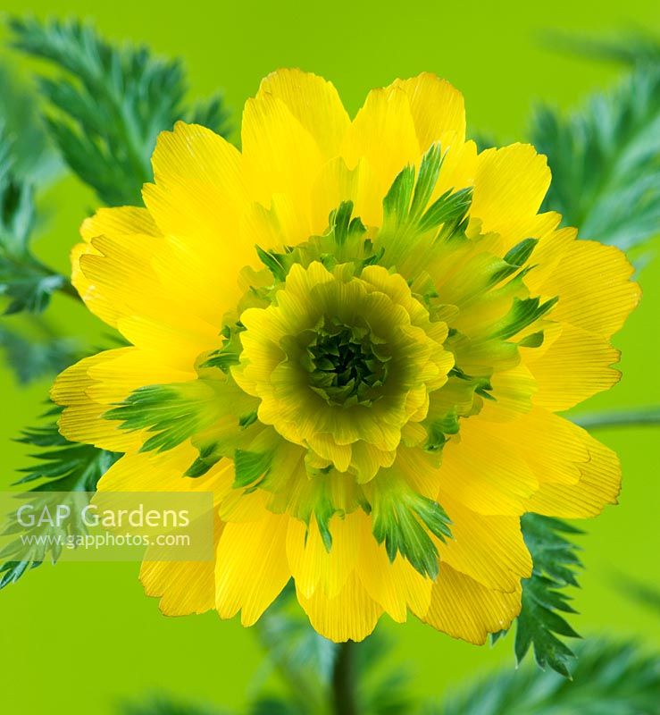 Adonis multiflora 'Sandanzaki'. Double green/yellow flower with ferny foliage