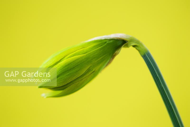 Close up image of the emerging bud of Narcissus 'Rip van Winkle' - butterfly dwarf narcissus