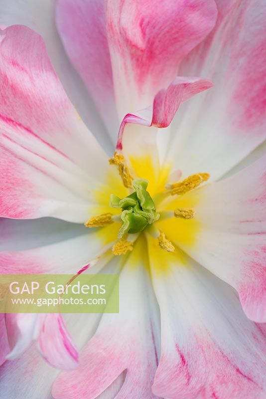 Close up image of the centre of the pink Tulipa 'Angelique'