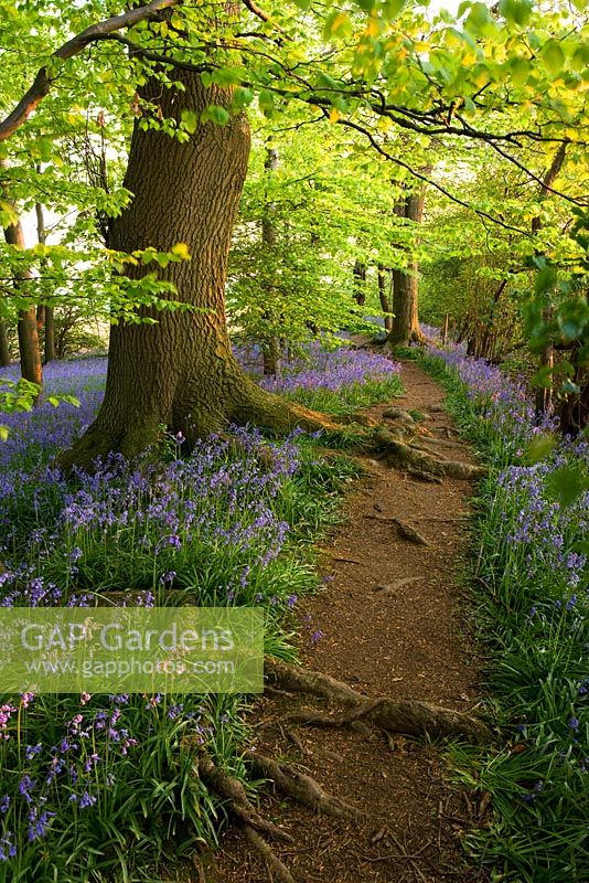 A path runs through the bluebell wood in spring in evening light
