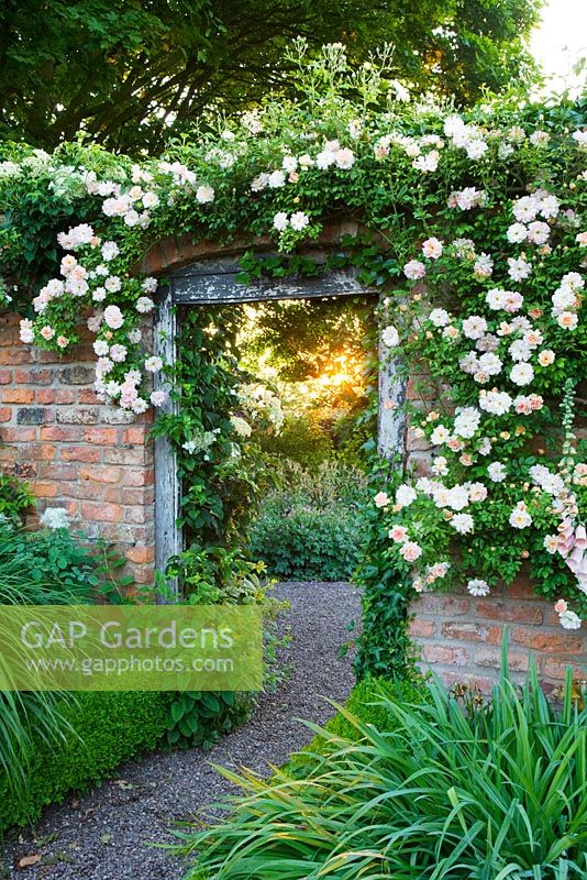 Rosa 'Phyllis Bide' over doorway from long walk into croft garden