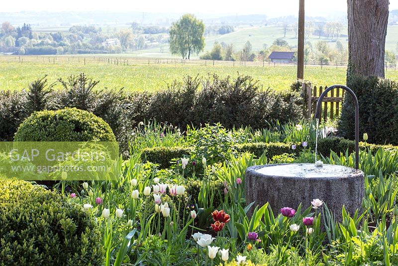 Water well in enclosed part of a rural garden, low clipped hedges give view to the scenery with pastures, Buxus, Taxus, Tulipa