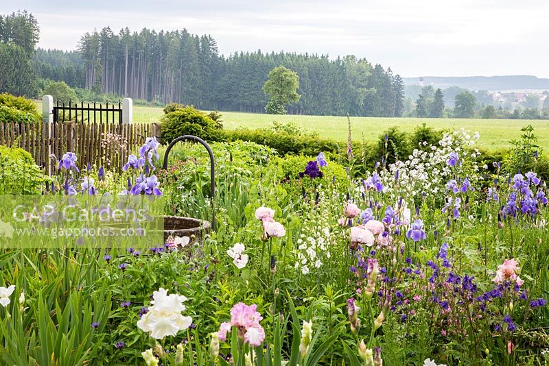 The view is from a garden with mixed perennial border and watering station to the scenery. Plants are Aquilegia vulgaris, Centaurea montana, Delphinium, Hesperis matronalis 'Alba', Iris germanica, Papaver orientale, Taxus baccata