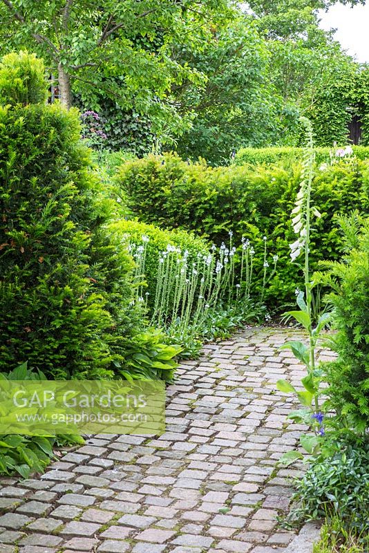 Granite paved garden path with yew hedge and a planting with Digitalis purpurea 'Alba', Taxus baccata, Veronica gentianoides