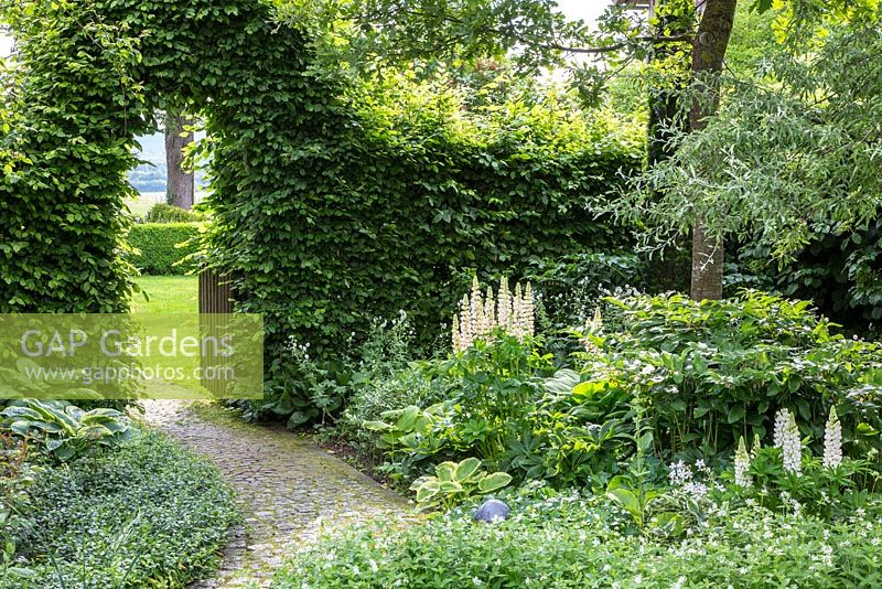 White themed planting next to paved garden path and a hornbeam arch, plants are Asperula taurina, Carpinus betulus, Hosta, Lupinus, Polygonatum, Pyrus salicifolia, Vinca minor