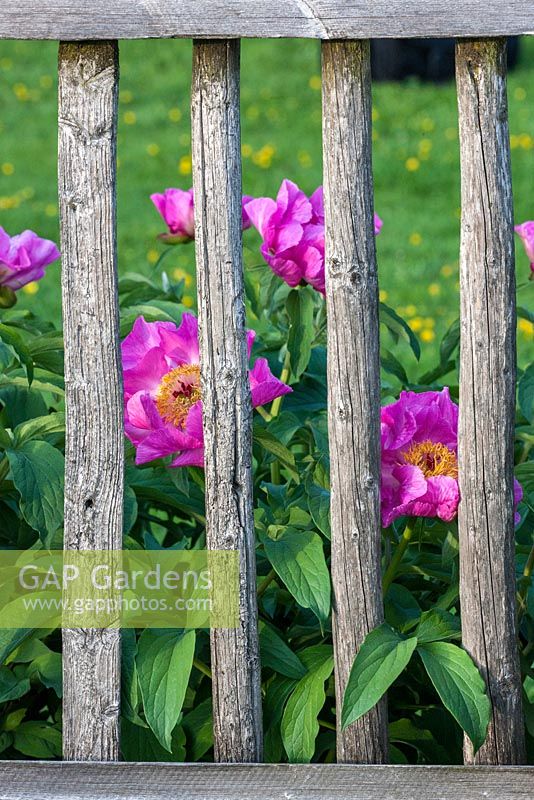 Paeonia Lactiflora Hybride 'Windchimes' behind rustic wooden fence 