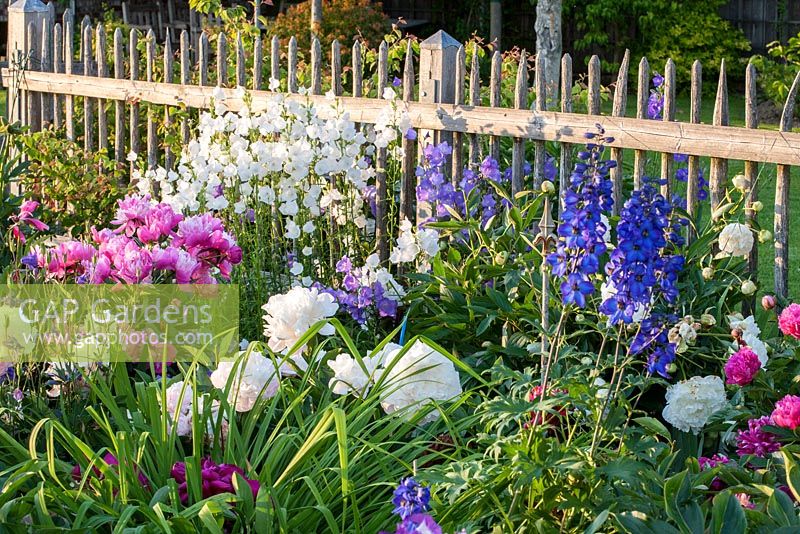 Peonies combined with Delphinium and Campanula lactiflora in front of wooden fence