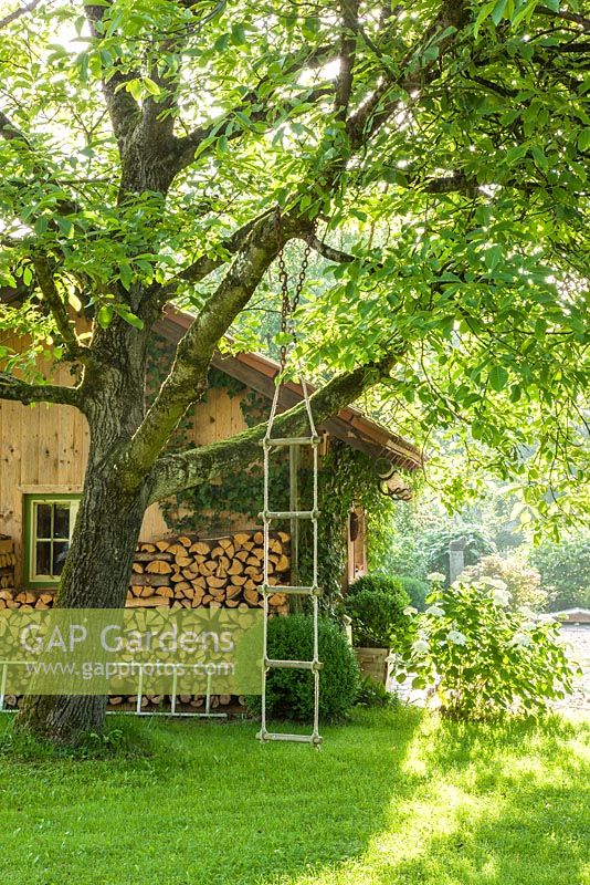 Rope ladder on a walnut tree next to wooden house with a stacked logs - Juglans regia