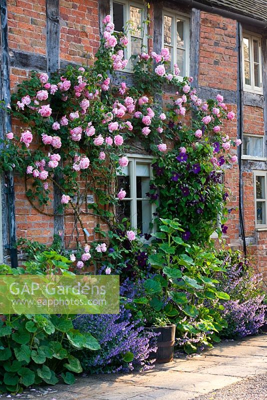 Rosa 'Caroline Testout' and Clematis 'viola' on south wall of cottages - Wollerton Old Hall, Shropshire, UK 