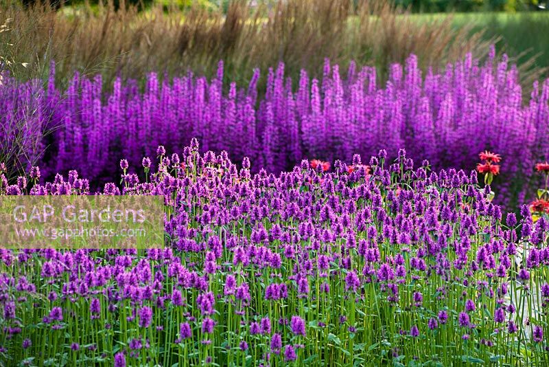 Lythrum and agastache in a mixed border designed by Piet Oudolf.  Woodland planting in evening light 