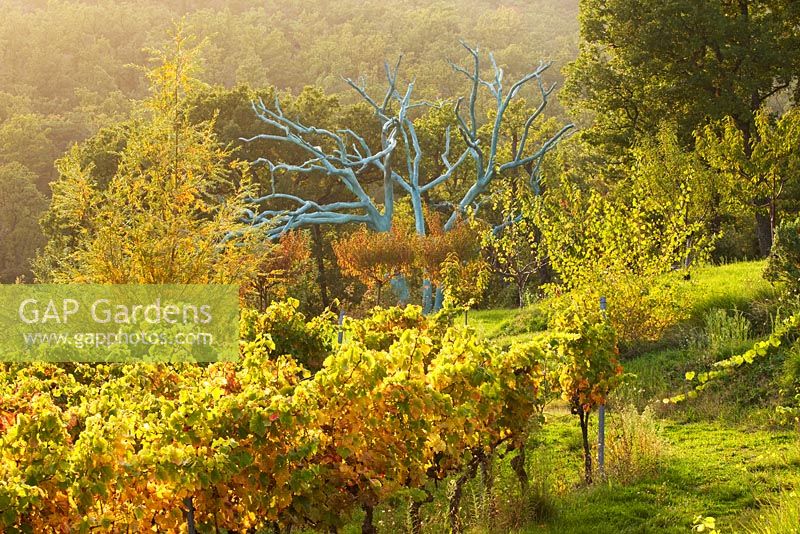 Vines in front of a tree painted blue by Marc Nucera. Provence, France, Domaine de la Verriere
