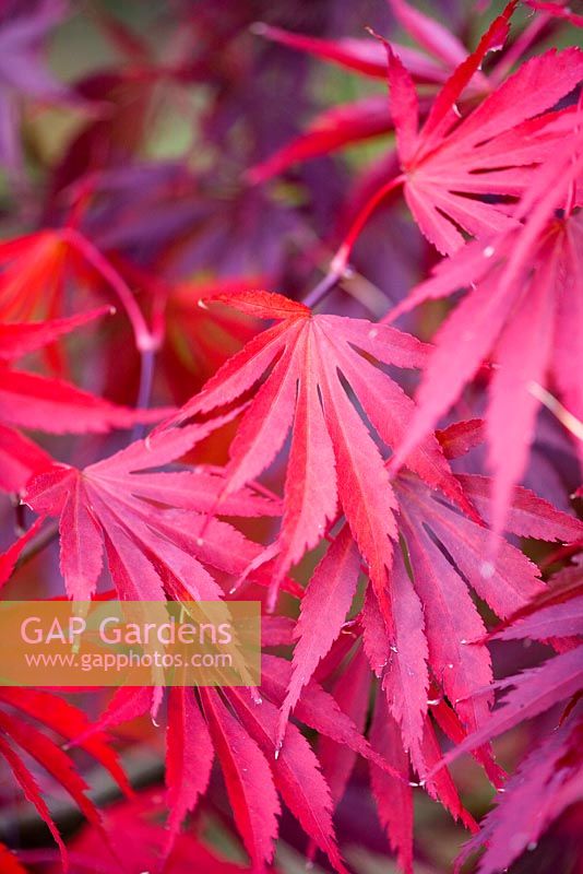 Close up of the red leaves of Acer palmatum 'Benikagami'