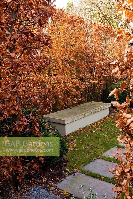 Garden in autumn with concrete bench and cloud pruned box hedging and beech hedge