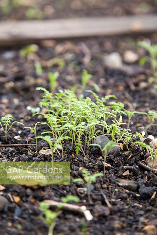 Growth development of green manure in raised vegetable bed.