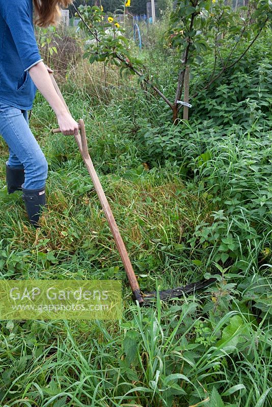 Lady cutting grass and weeds with a turk handled scythe on an allotment plot