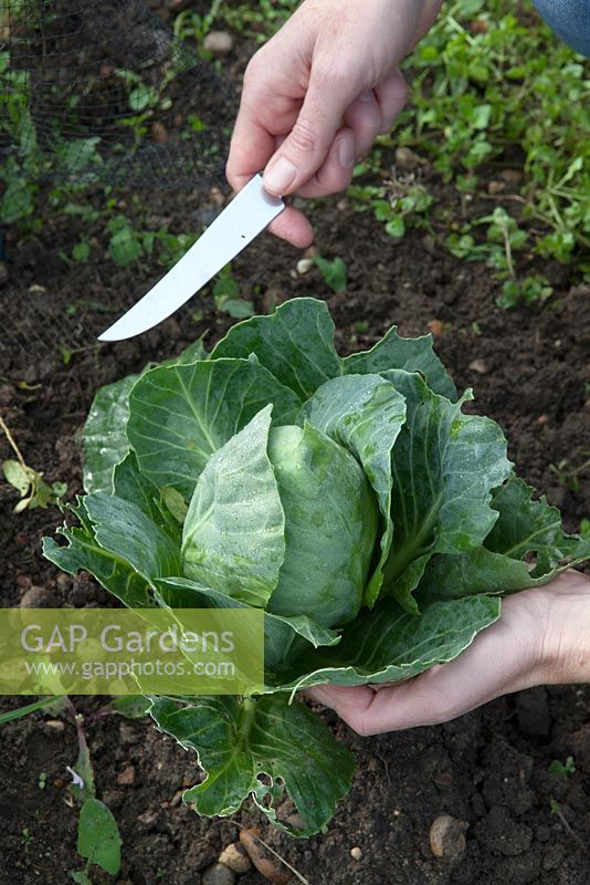 Cutting a summer cabbage, cabbage 'Hispi F1', some bird damage to outer leaves but heart intact