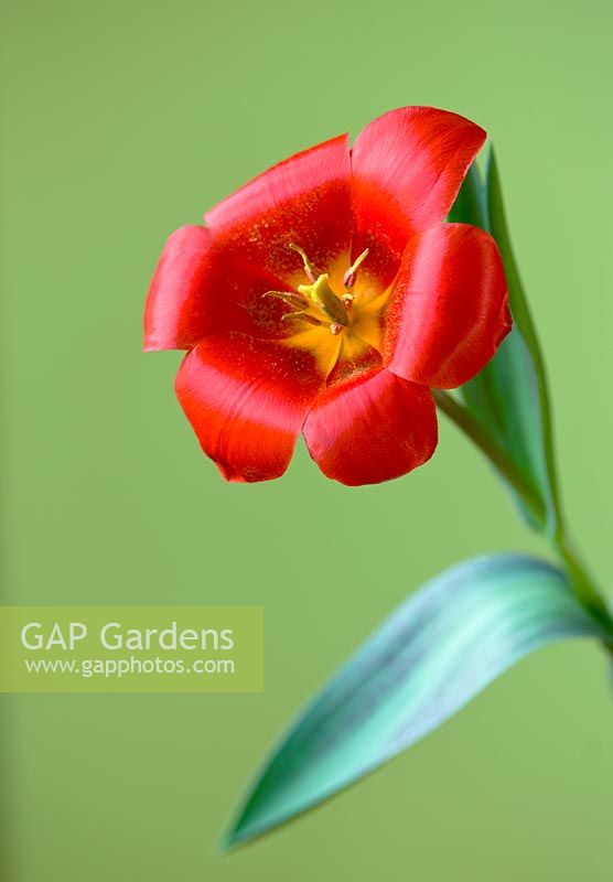 Close up of the red flower of Tulipa 'Showwinner' AGM